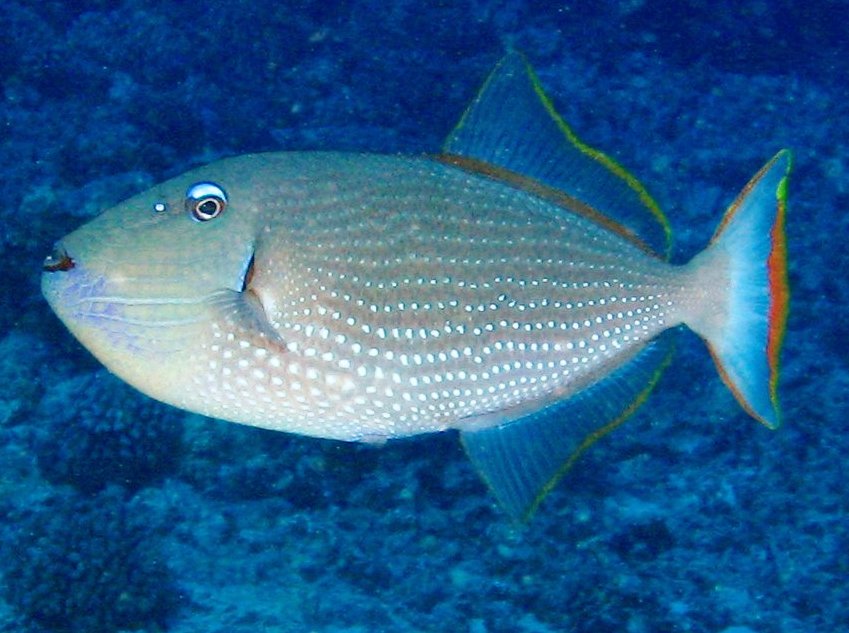 Gilded Triggerfish - Xanthichthys auromarginatus