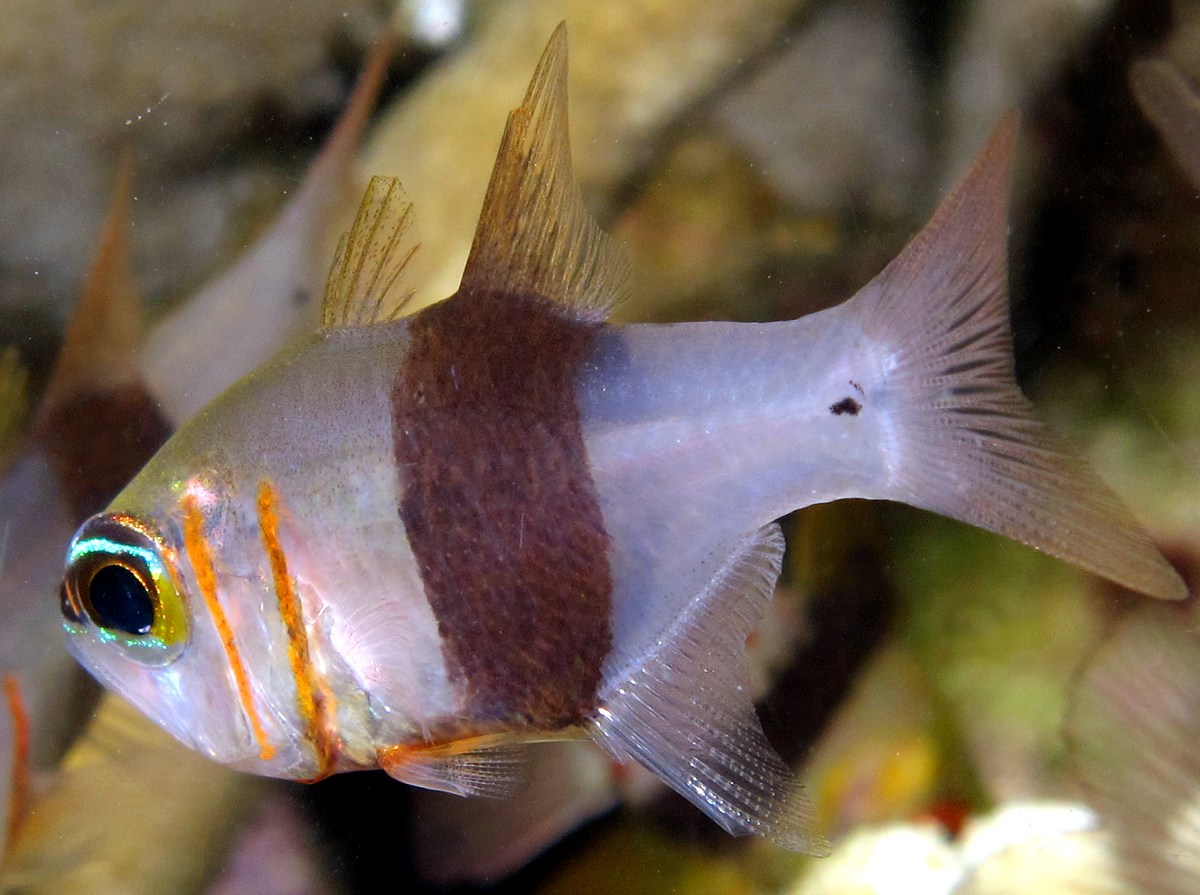 Girdled Cardinalfish - Archamia zosterophora - Yap, Micronesia