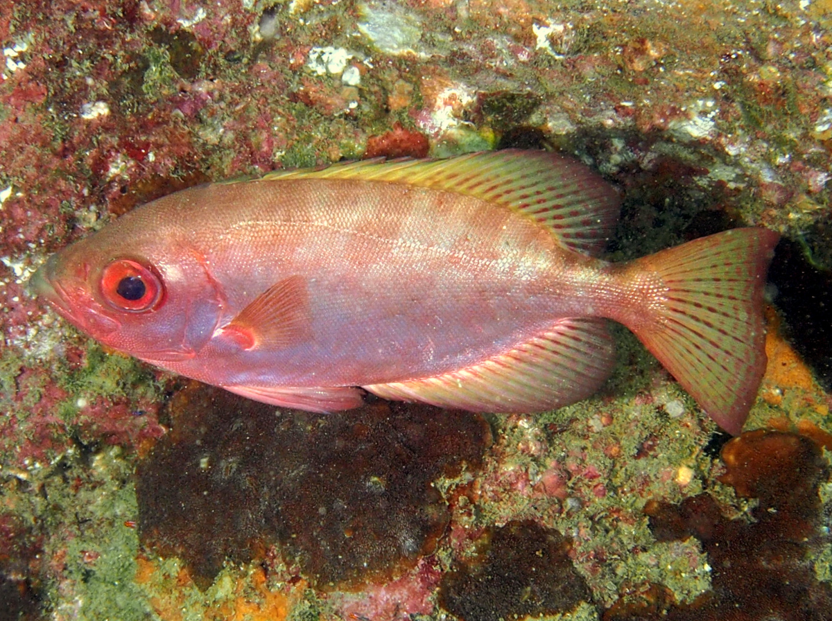 Glasseye Snapper - Heteropriacanthus cruentatus