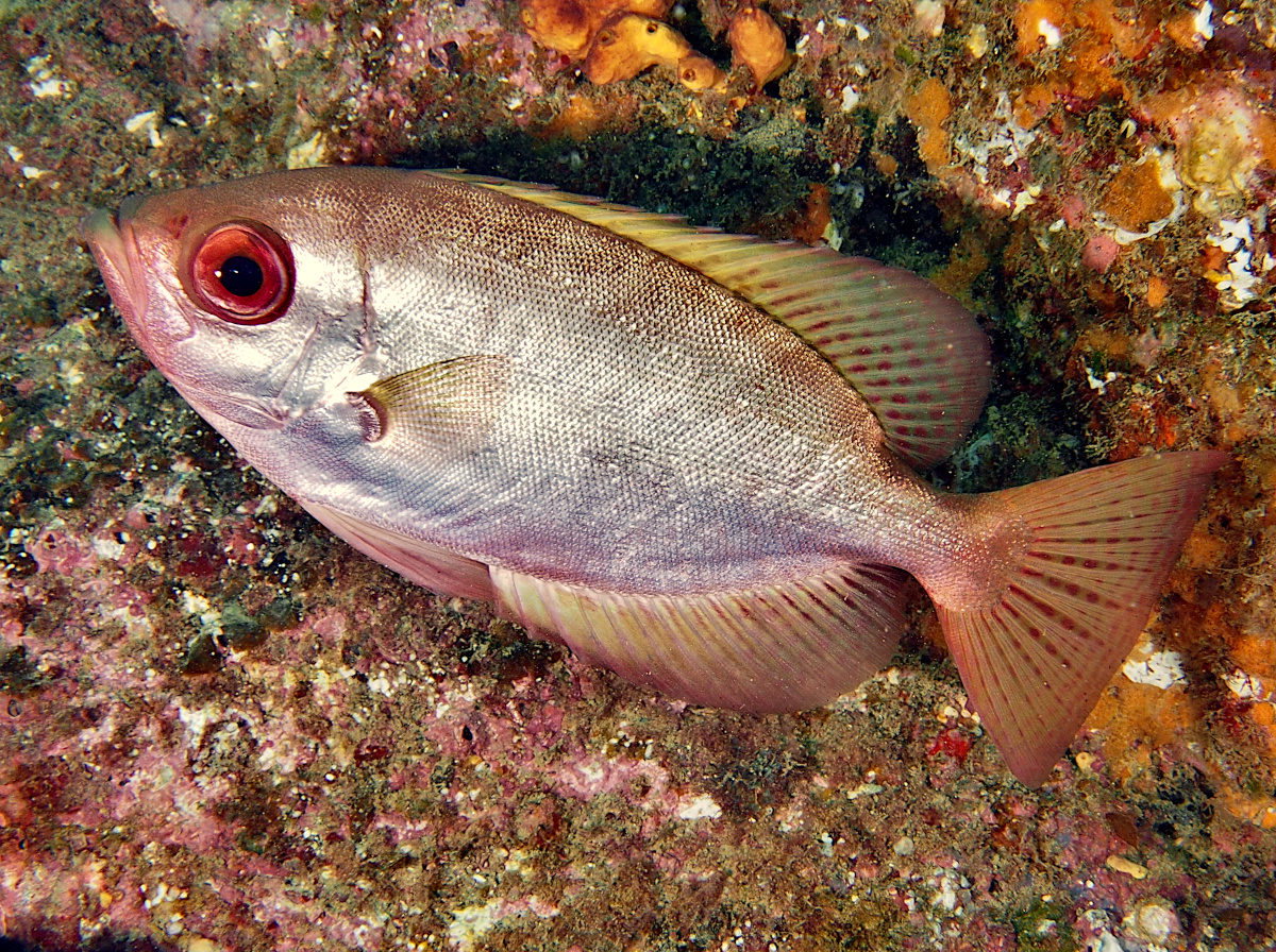 Glasseye Snapper - Heteropriacanthus cruentatus