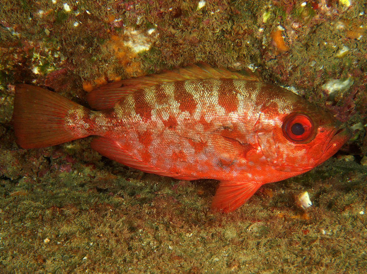 Glasseye Snapper - Heteropriacanthus cruentatus