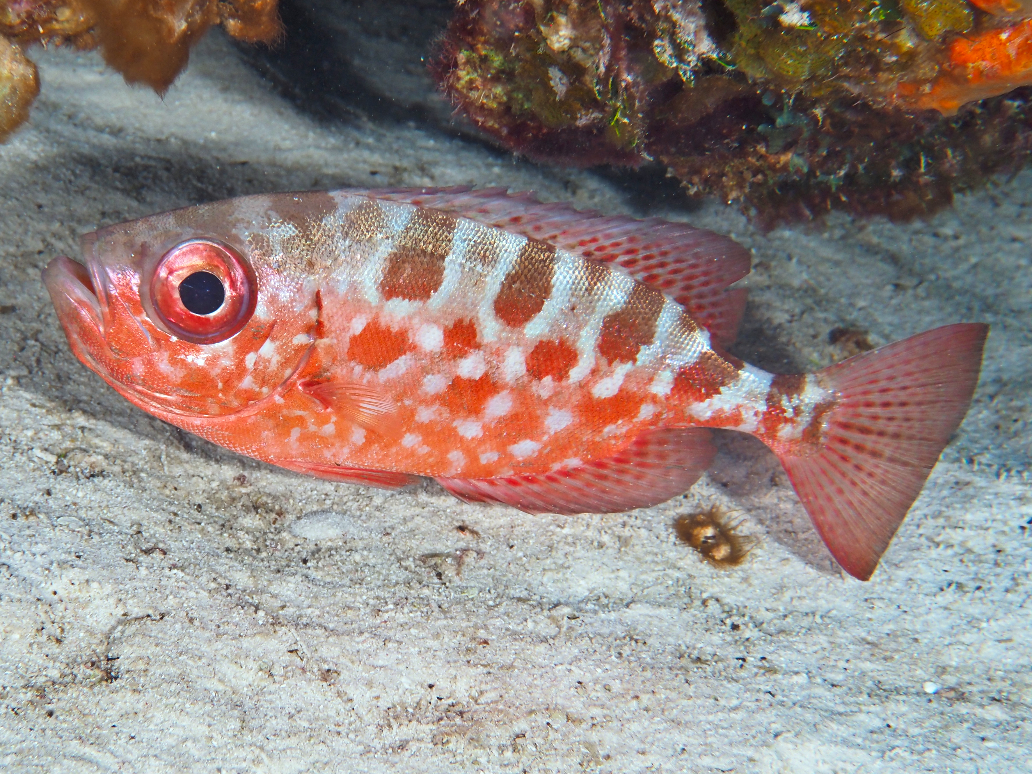 Glasseye Snapper - Heteropriacanthus cruentatus