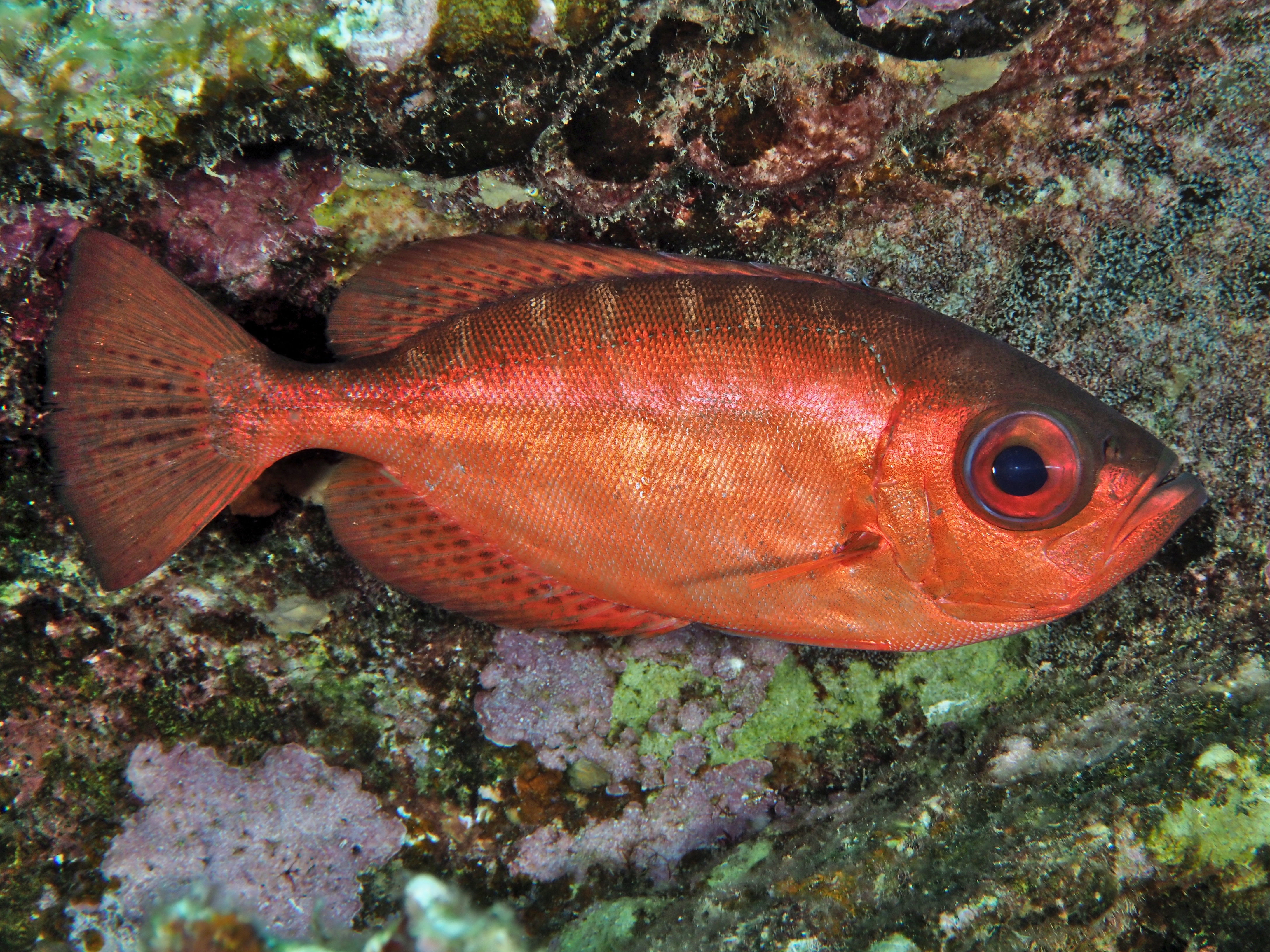 Glasseye Snapper - Heteropriacanthus cruentatus