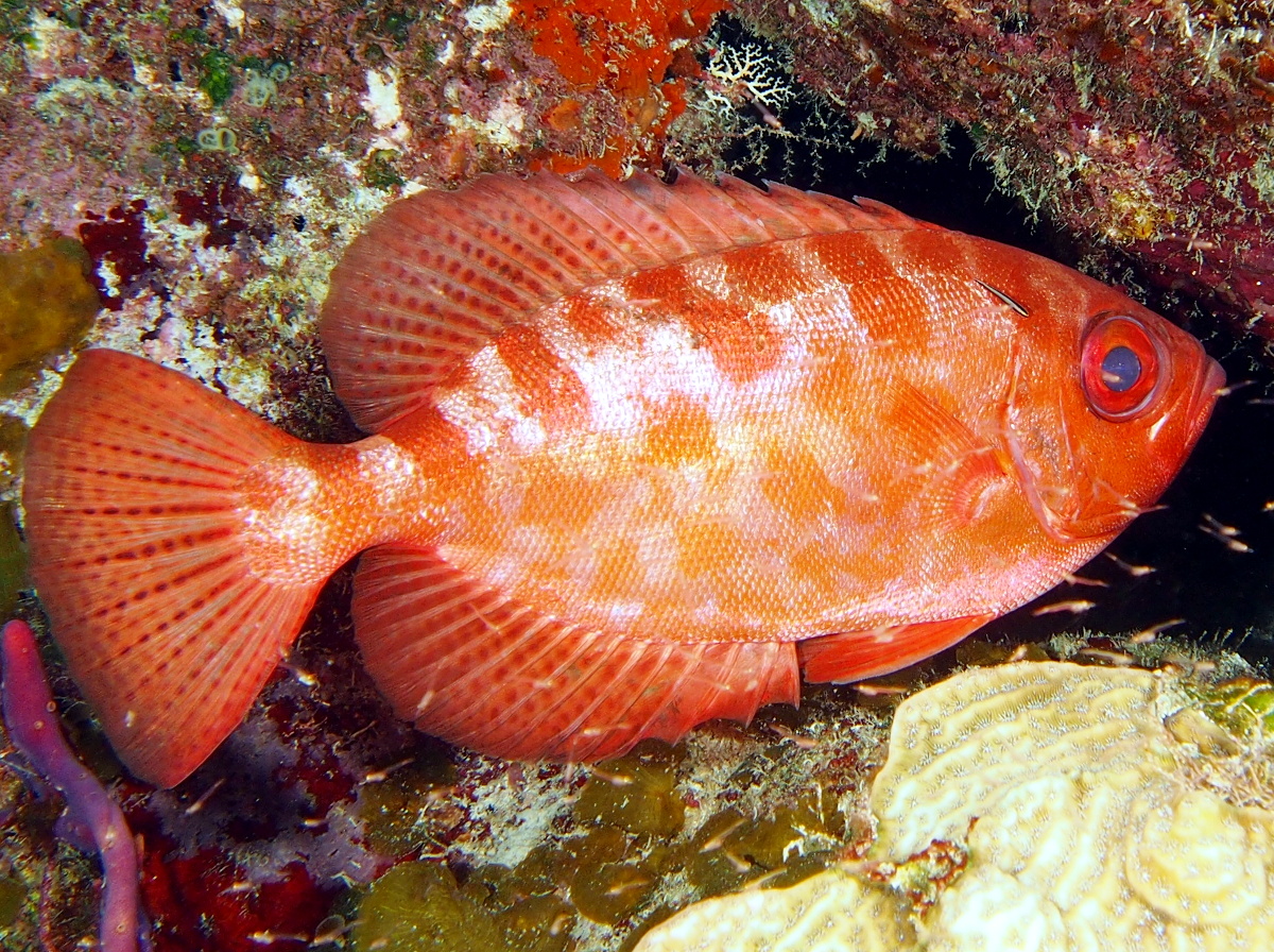 Glasseye Snapper - Heteropriacanthus cruentatus