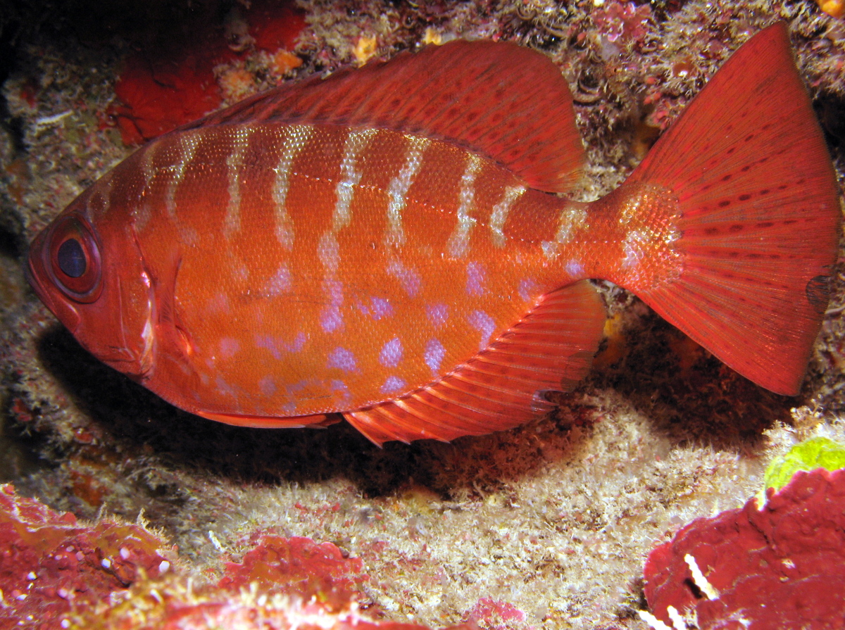 Glasseye Snapper - Heteropriacanthus cruentatus