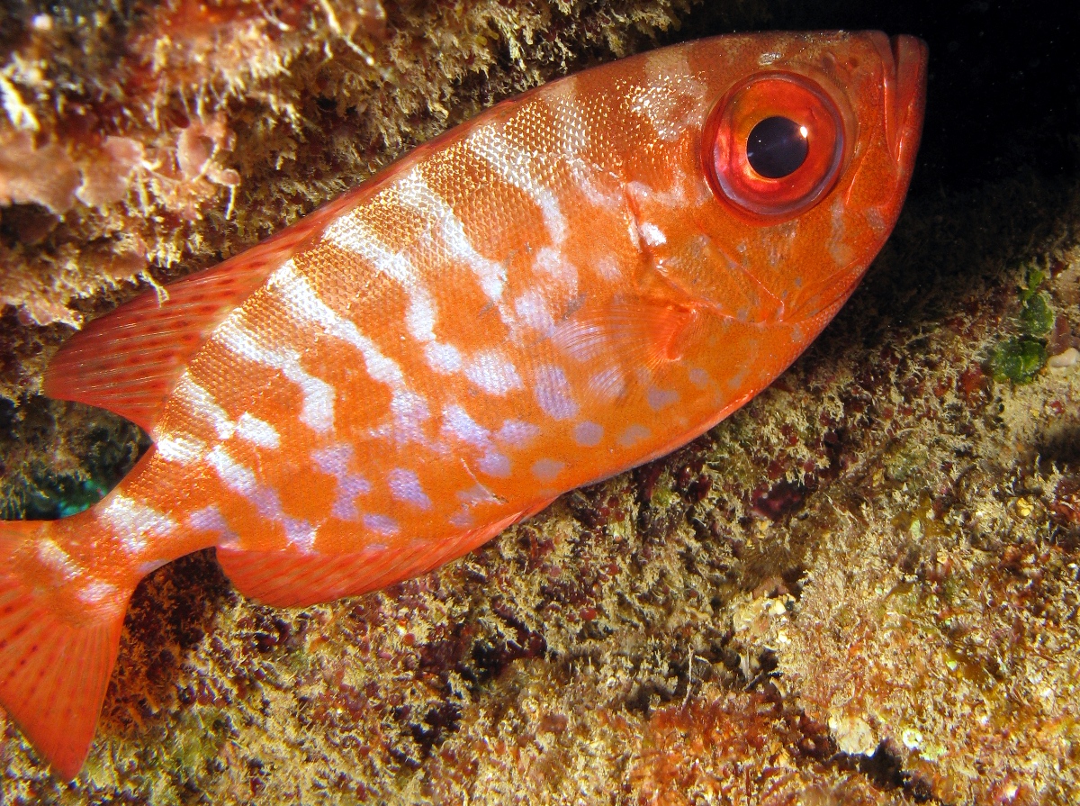 Glasseye Snapper - Heteropriacanthus cruentatus