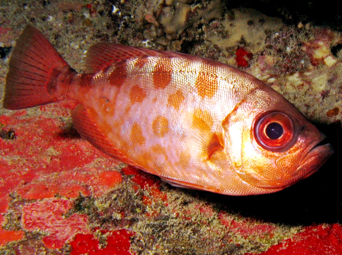 Glasseye Snapper - Heteropriacanthus cruentatus