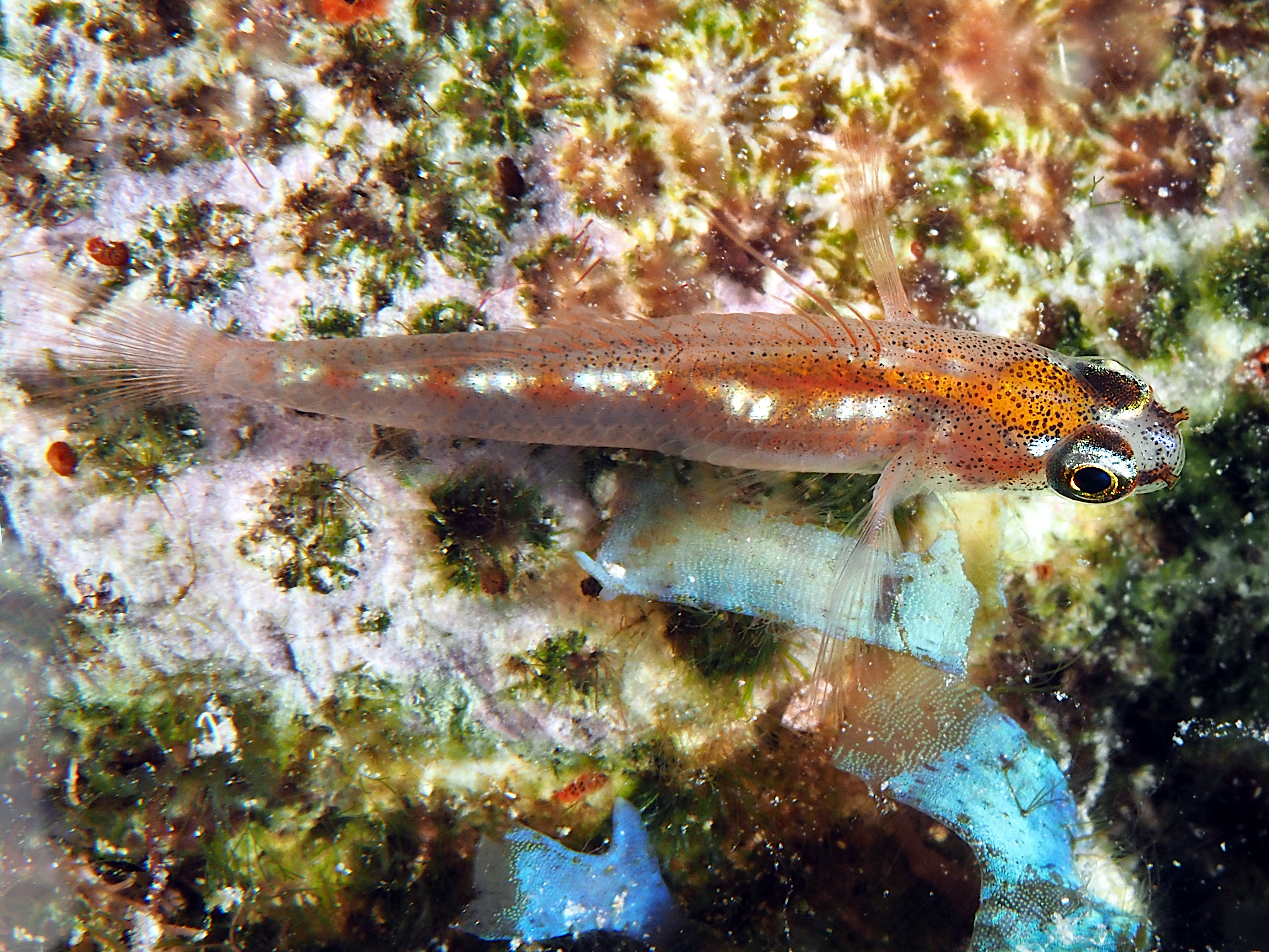 Glass Goby - Coryphopterus hyalinus - Bonaire