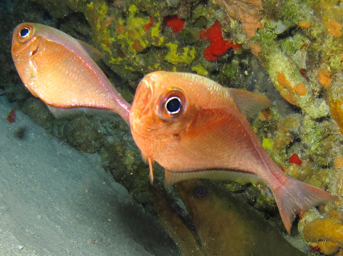 Glassy Sweeper - Pempheris schomburgkii