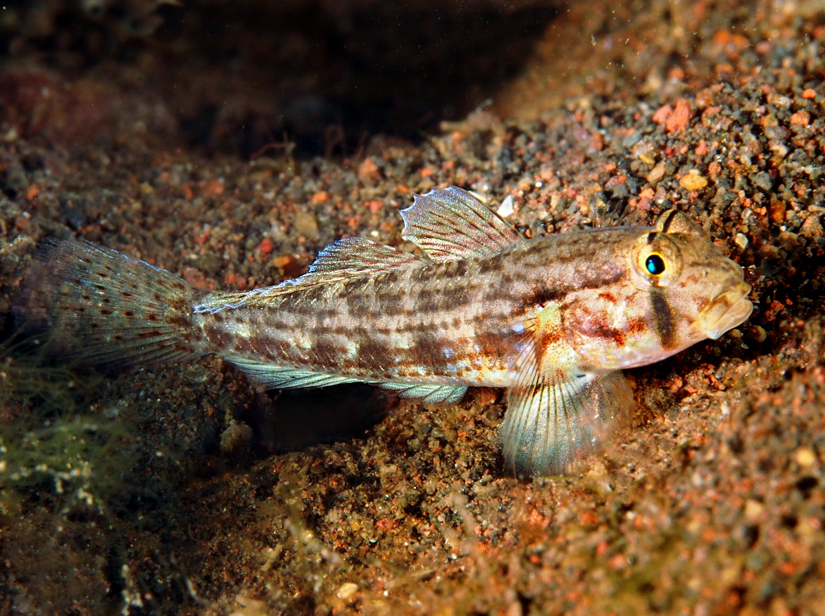 Shoulderbar Goby - Gnatholepis cauerensis - Bali, Indonesia