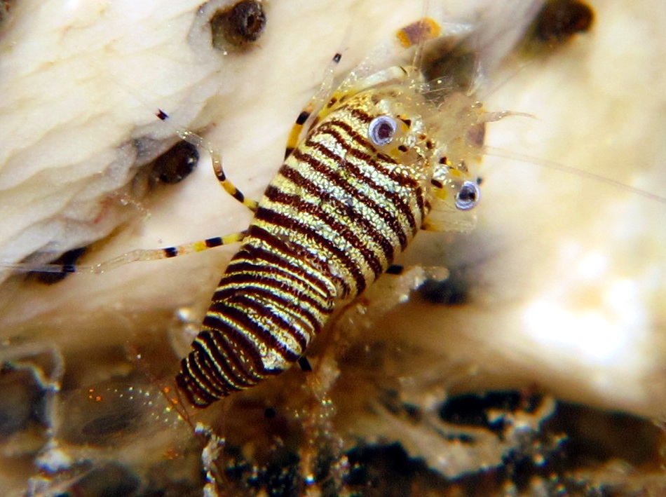 Striped Bumblebee Shrimp - Gnathophyllum americanum