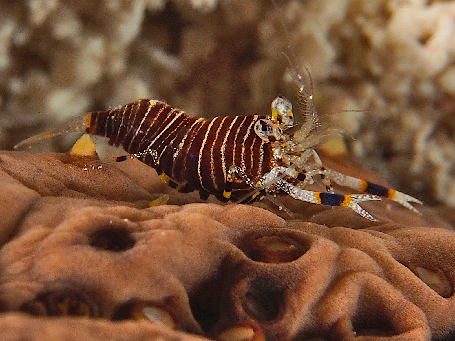 Striped Bumblebee Shrimp - Gnathophyllum americanum