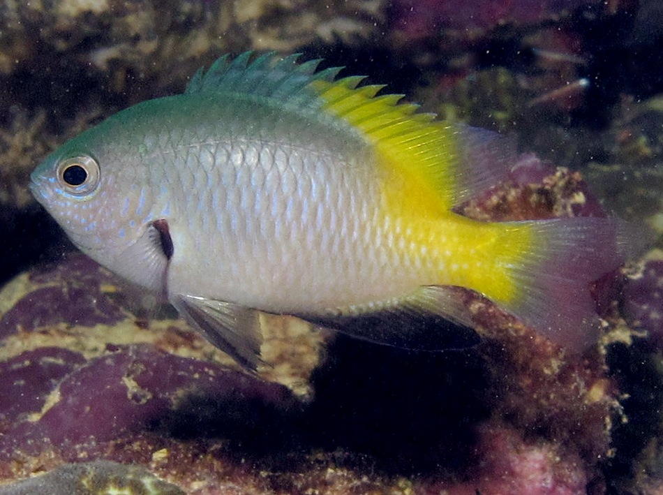 Goldback Damsel - Pomacentrus nigromanus - Palau