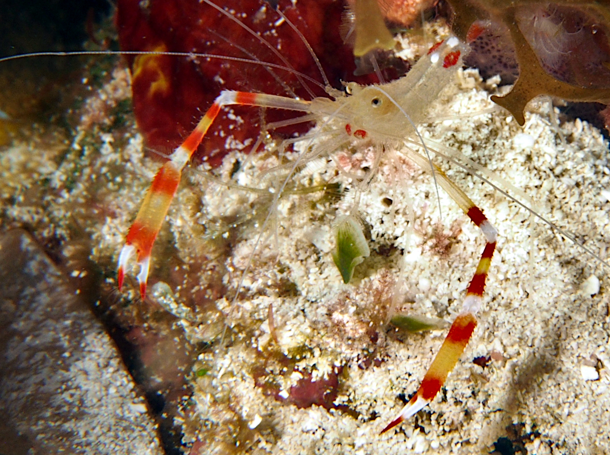 Golden Coral Shrimp - Stenopus scutellatus