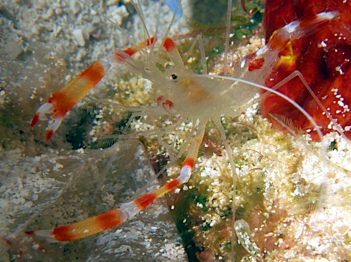 Golden Coral Shrimp - Stenopus scutellatus