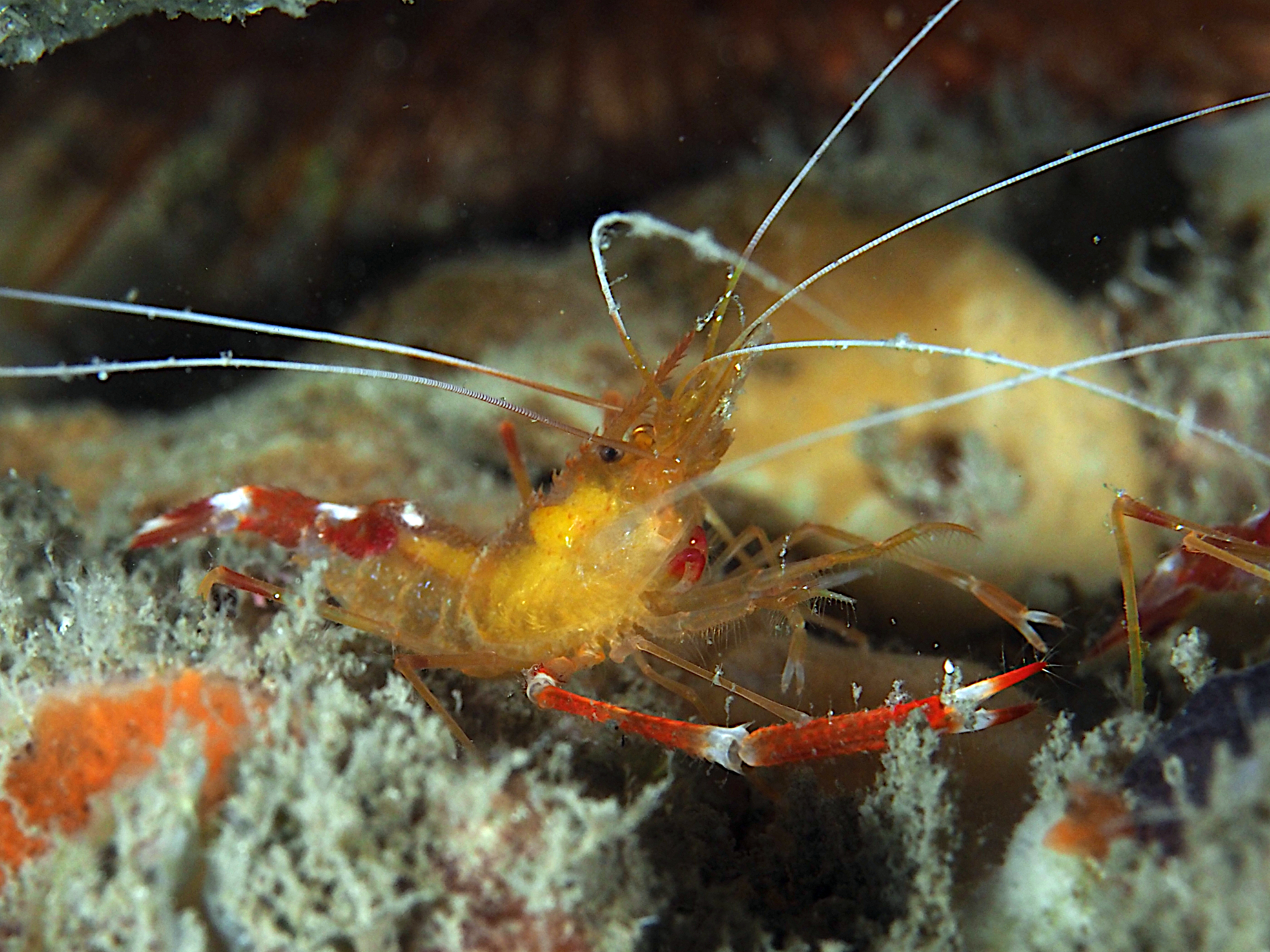 Golden Coral Shrimp - Stenopus scutellatus