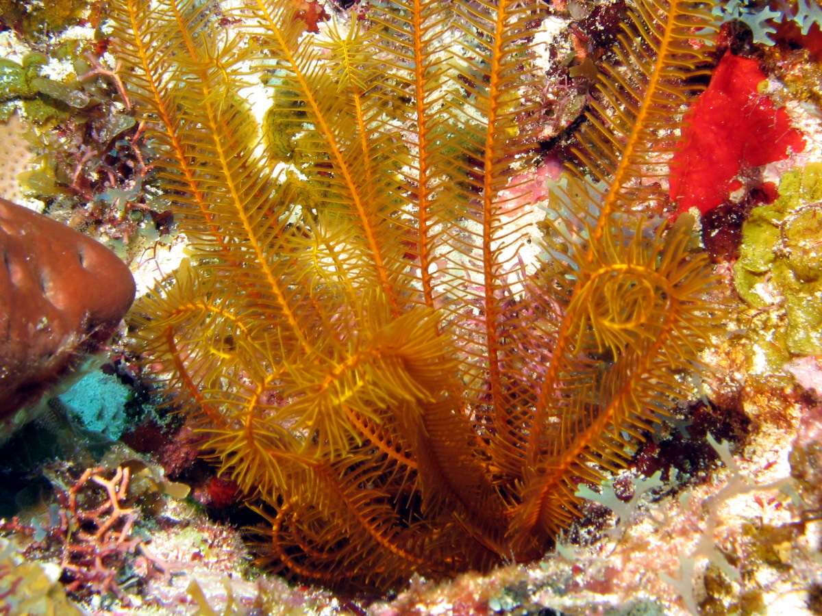 Golden Crinoid - Davidaster rubiginosus