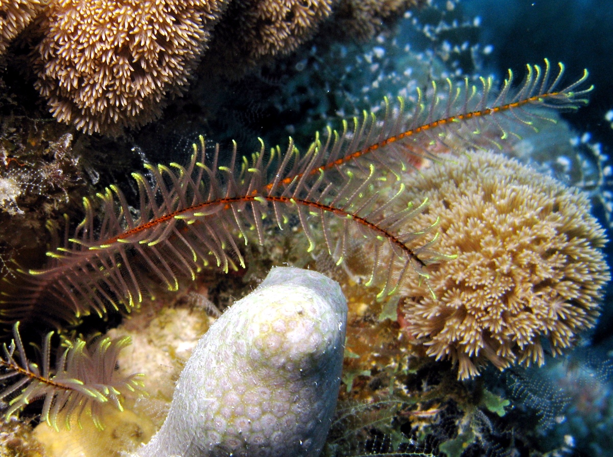 Golden Crinoid - Davidaster rubiginosus