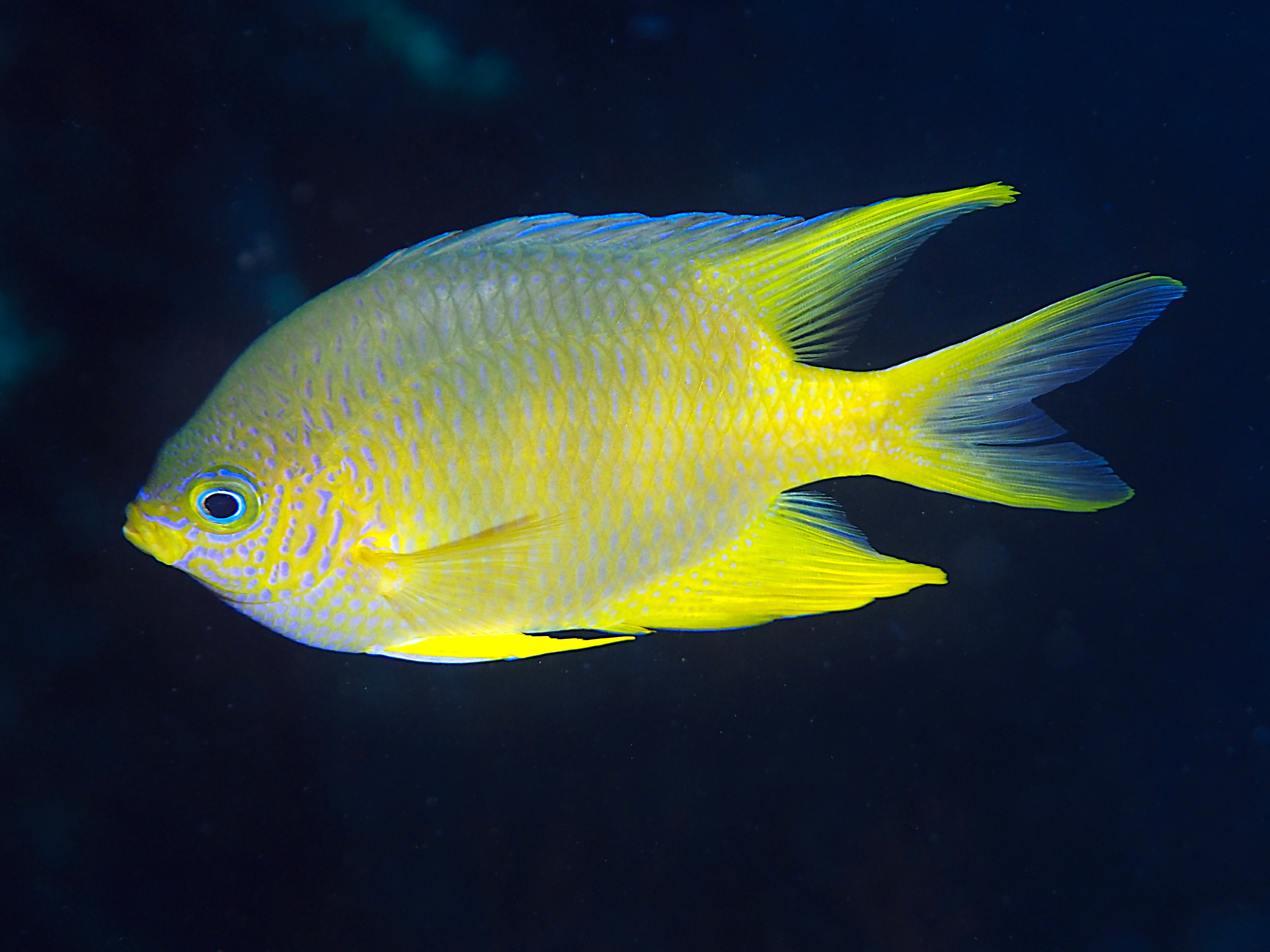 Golden Damsel - Amblyglyphidodon aureus