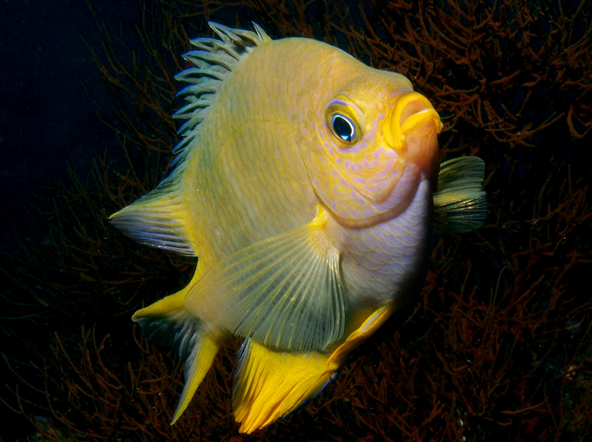 Golden Damsel - Amblyglyphidodon aureus