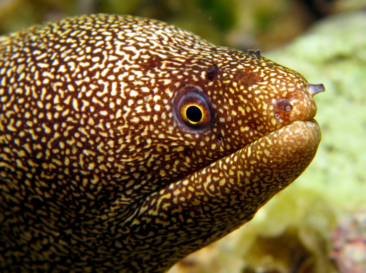 Goldentail Moray Eel - Gymnothorax miliaris