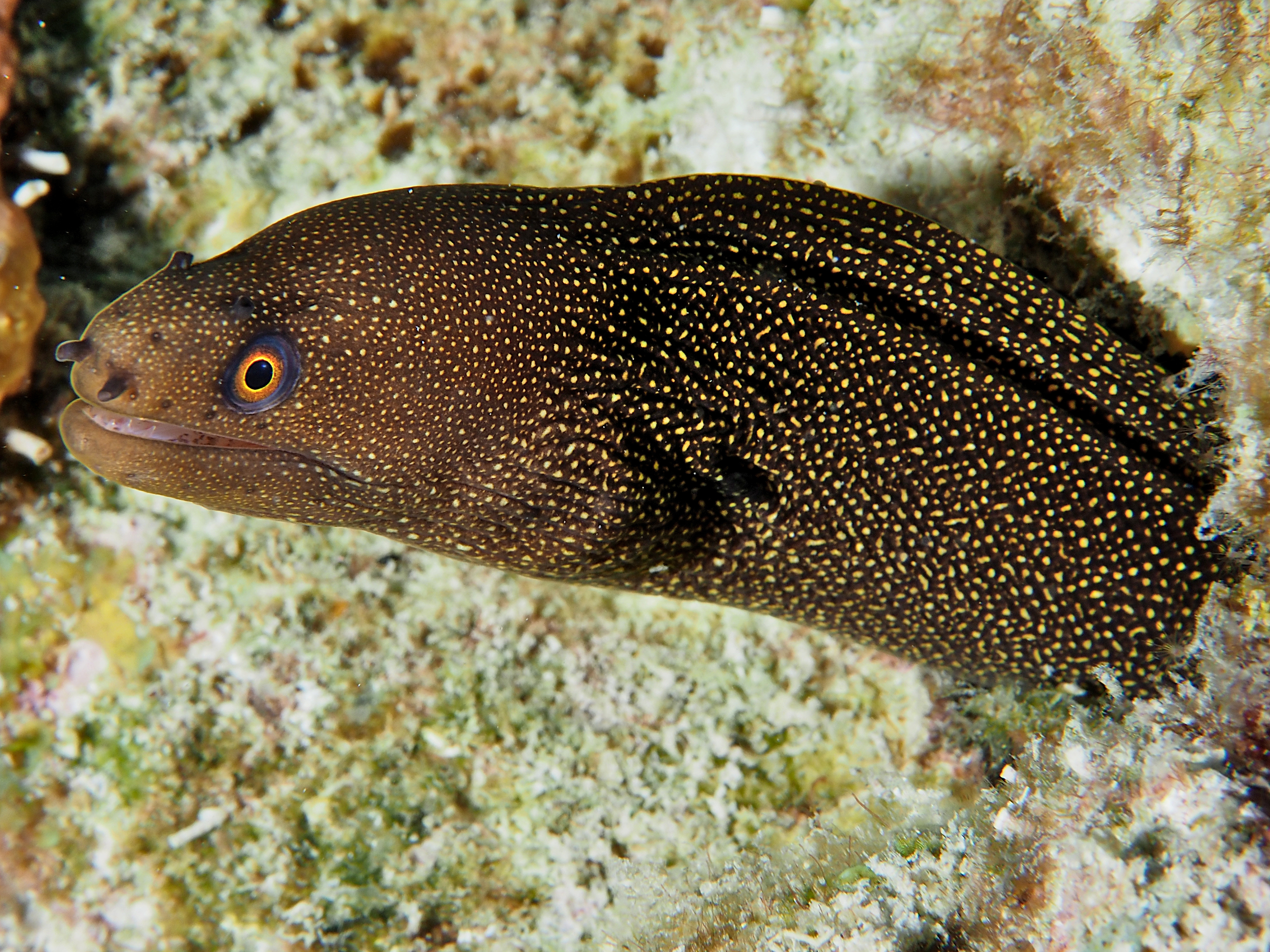 Goldentail Moray Eel - Gymnothorax miliaris