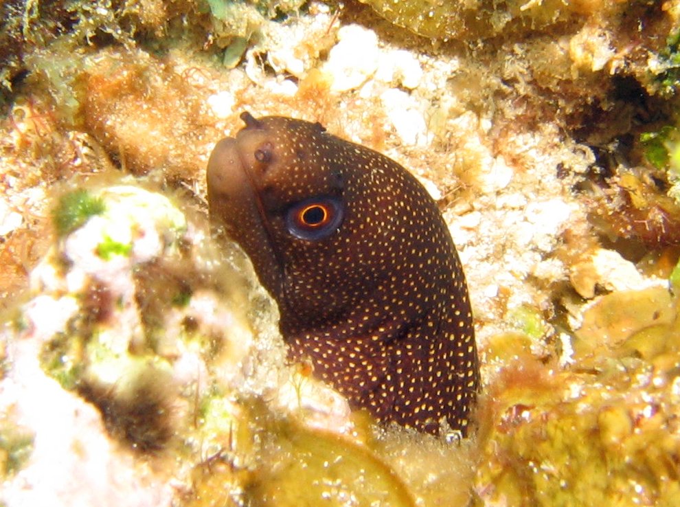 Goldentail Moray Eel - Gymnothorax miliaris