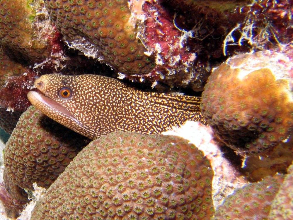 Goldentail Moray Eel - Gymnothorax miliaris