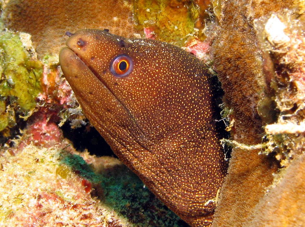 Goldentail Moray Eel - Gymnothorax miliaris