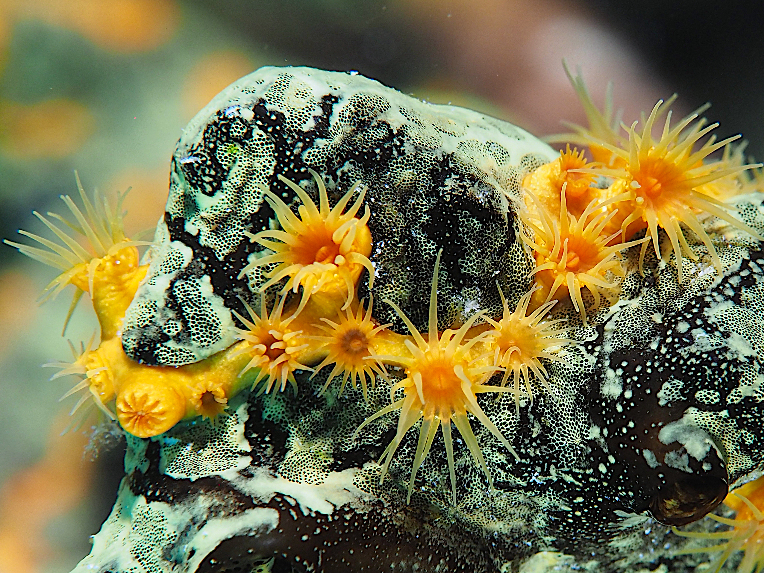Golden Zoanthid - Parazoanthus swiftii