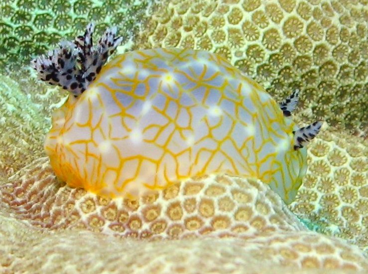 Gold-Lace Nudibranch - Halgerda terramtuentis