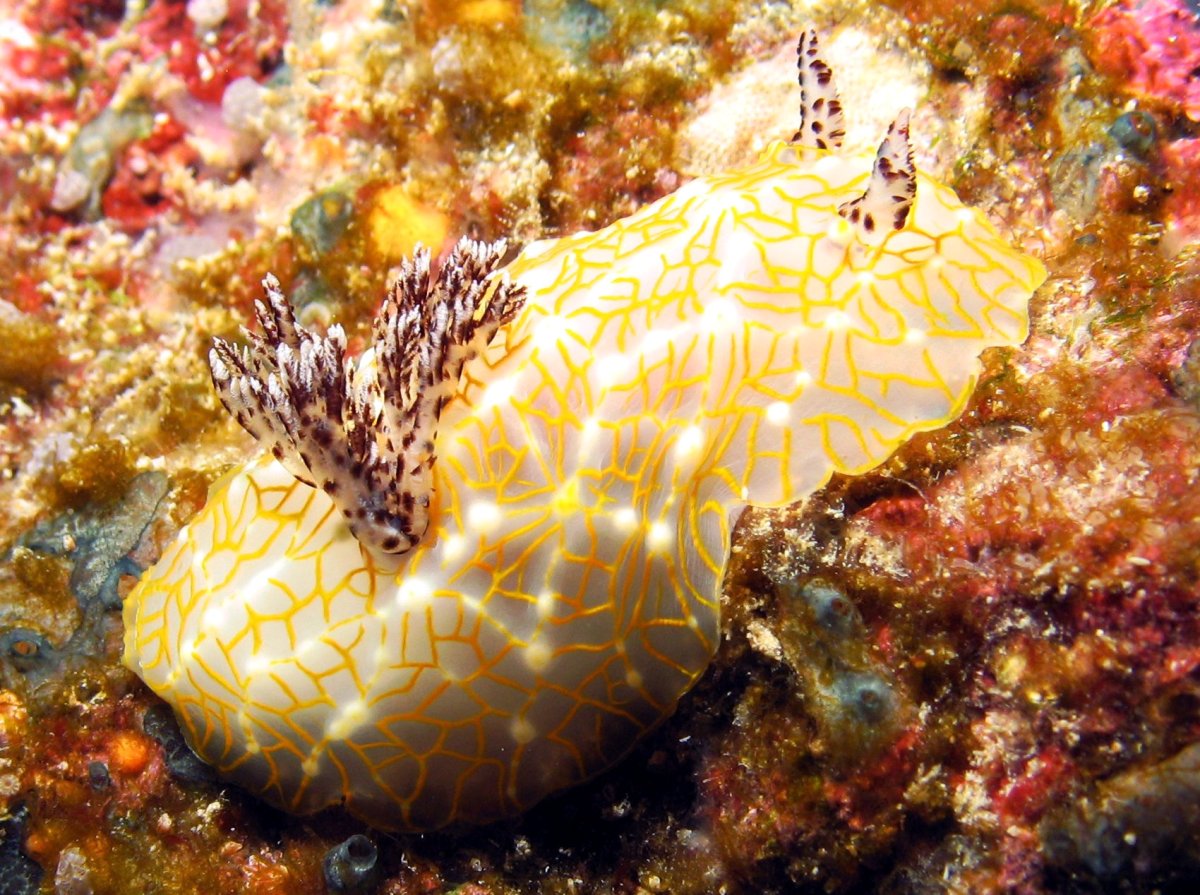 Gold-Lace Nudibranch - Halgerda terramtuentis