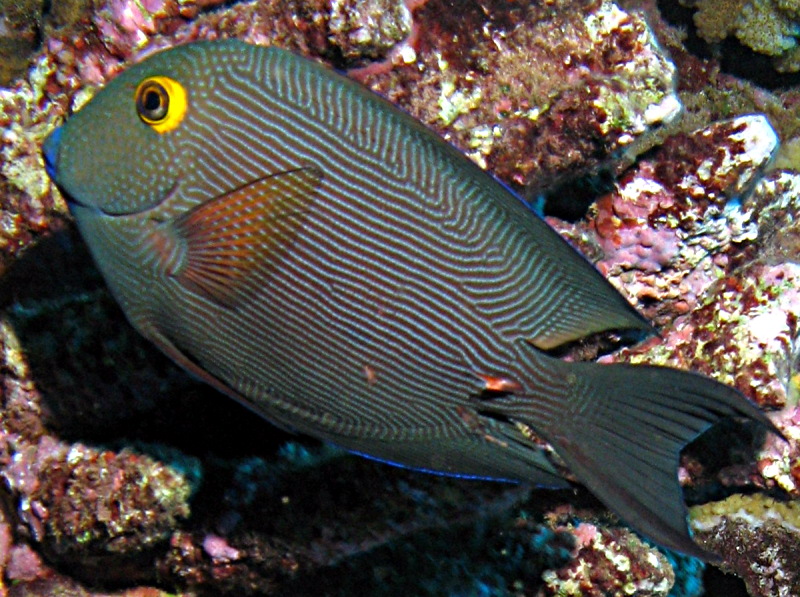 Goldring Surgeonfish - Ctenochaetus strigosus