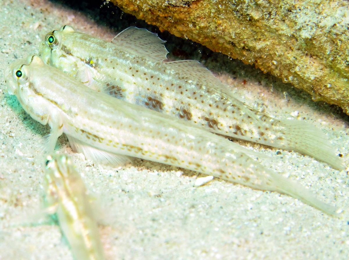 Goldspot Goby - Gnatholepis thompsoni