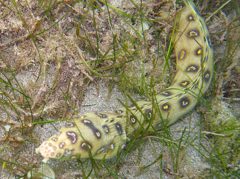 Goldspotted Eel - Myrichthys ocellatus