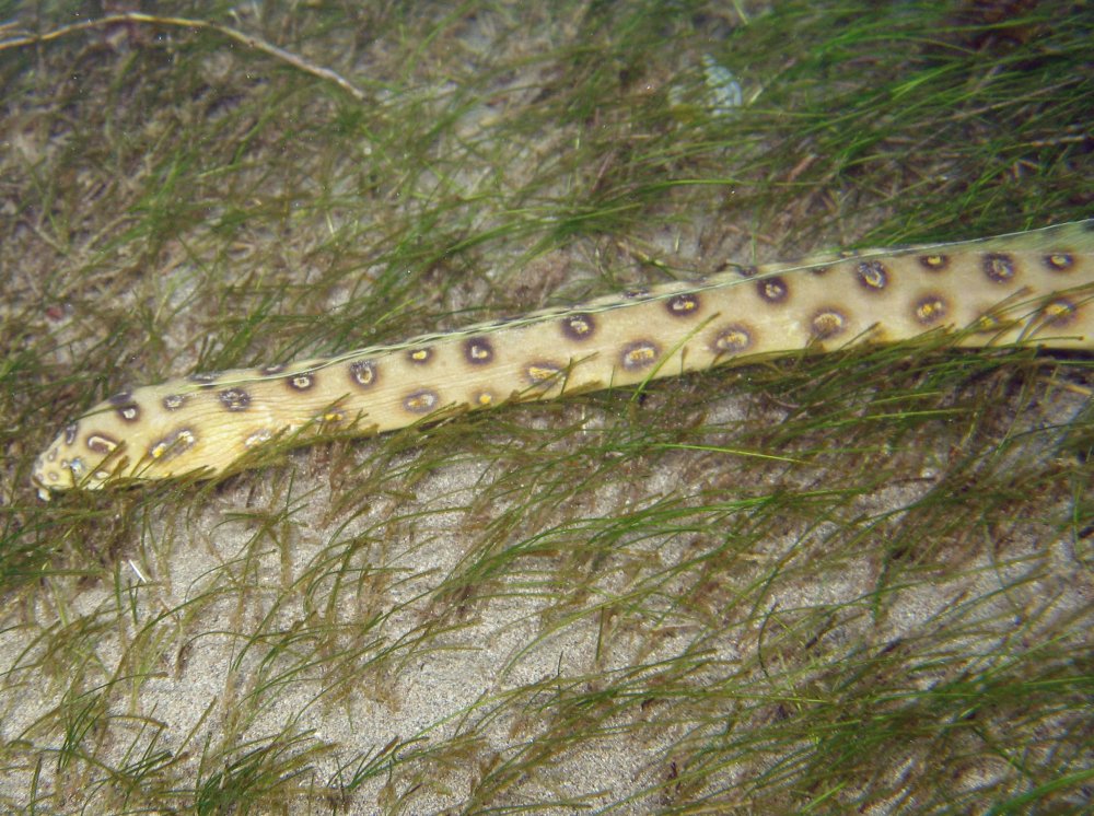 Goldspotted Eel - Myrichthys ocellatus