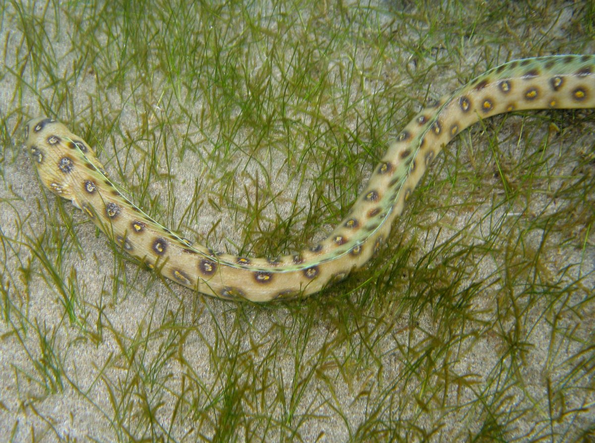 Goldspotted Eel - Myrichthys ocellatus