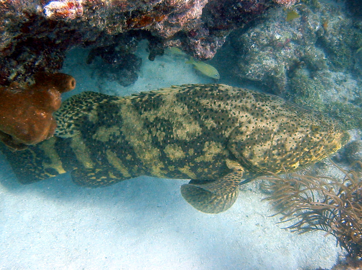 Goliath Grouper - Epinephelus itajara