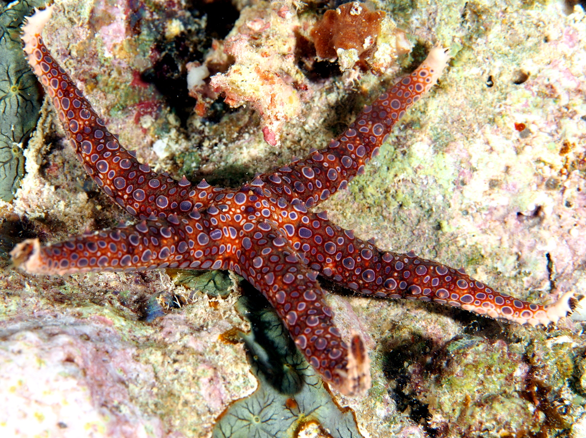 Egyptian Sea Star - Gomophia egyptiaca