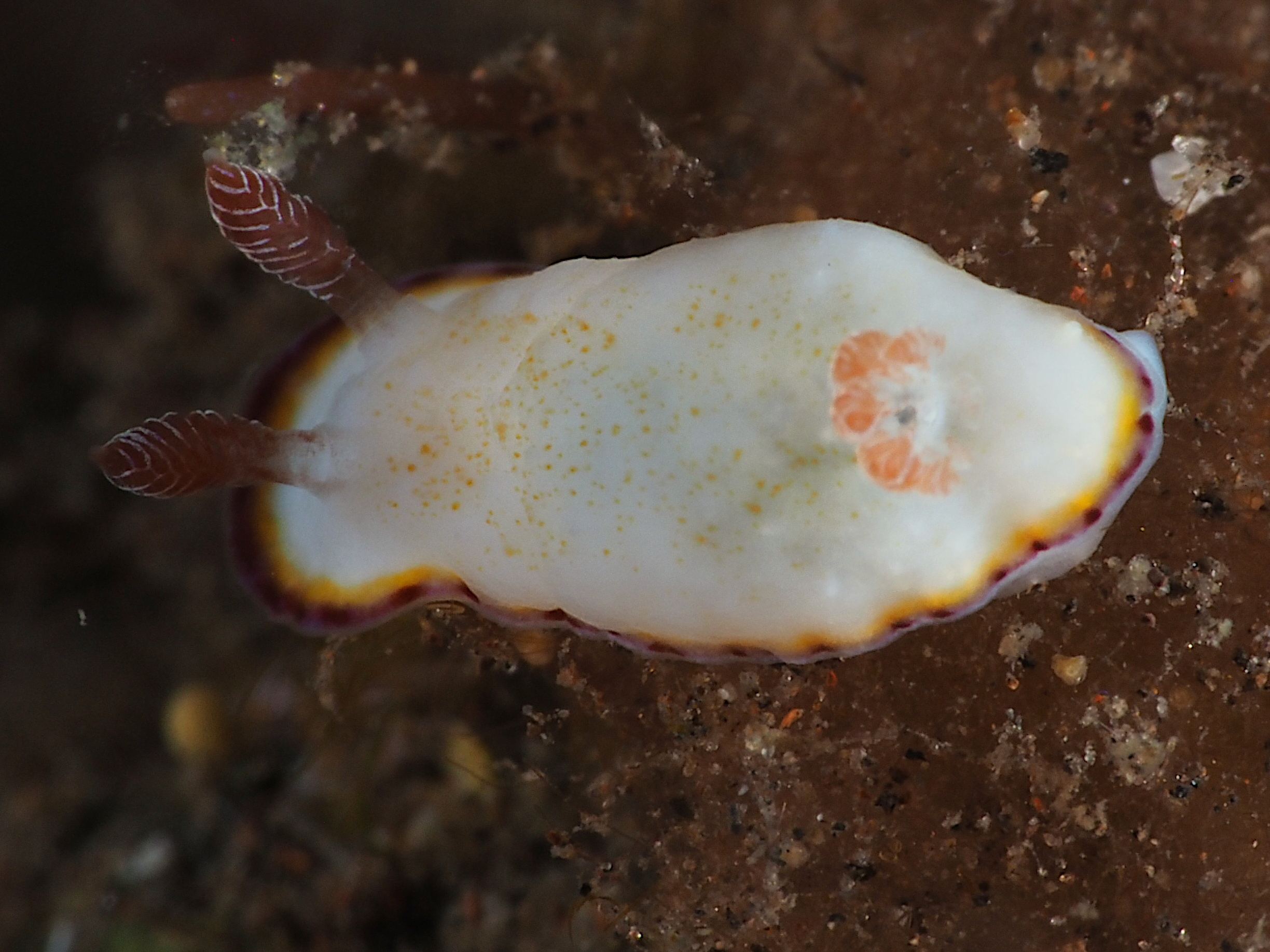 Precious Chromodoris - Goniobranchus preciosus