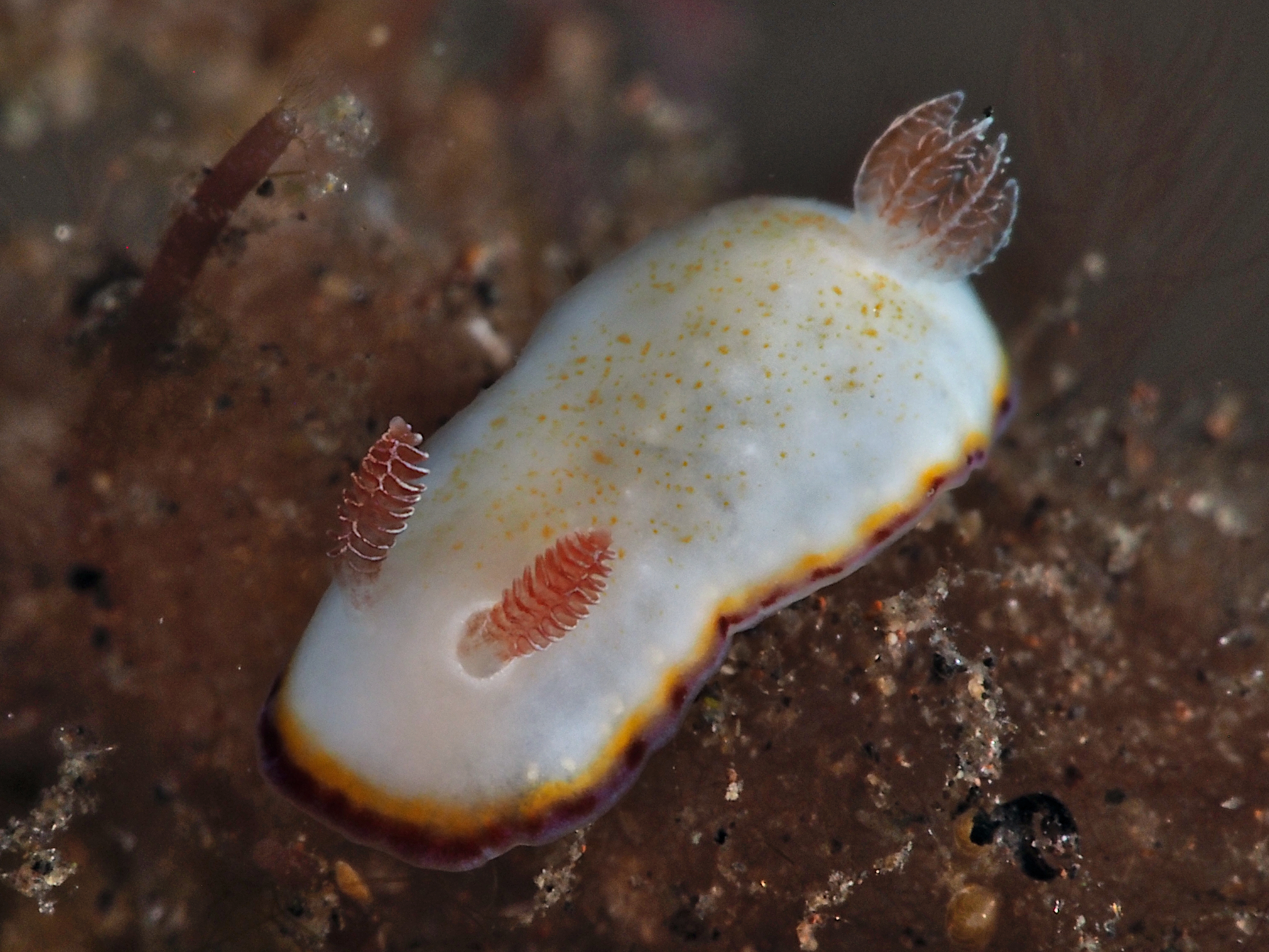 Precious Chromodoris - Goniobranchus preciosus