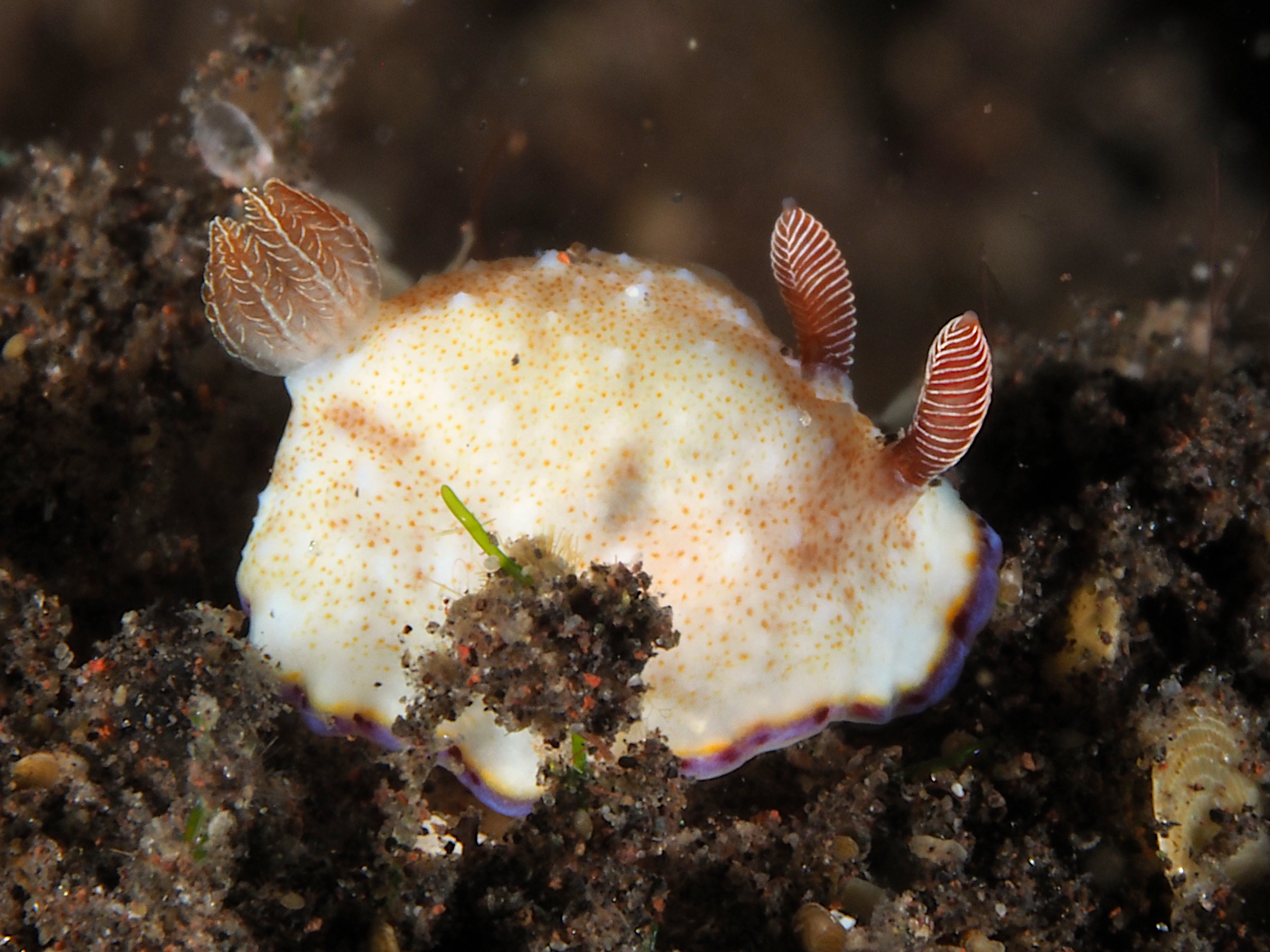 Precious Chromodoris - Goniobranchus preciosus