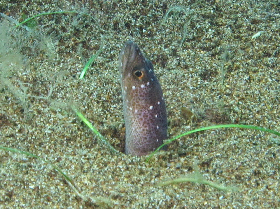 Barnes Garden Eel - Gorgasia barnesi