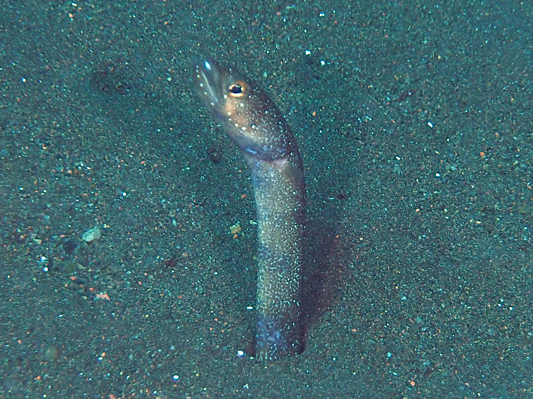 Barnes Garden Eel - Gorgasia barnesi