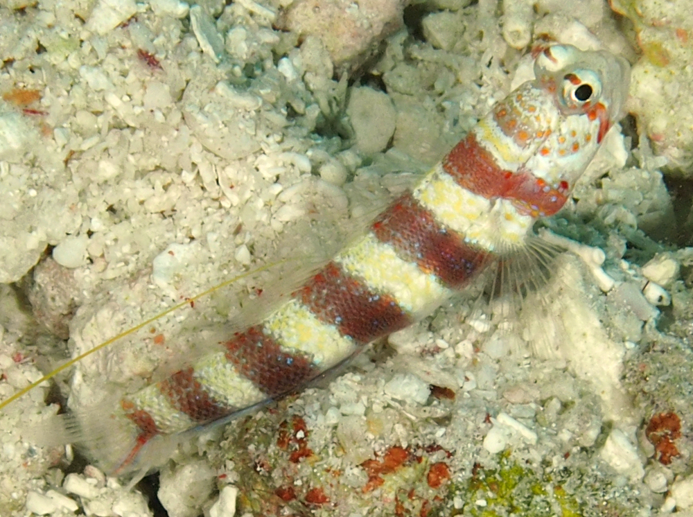 Gorgeous Shrimpgoby - Amblyeleotris wheeleri