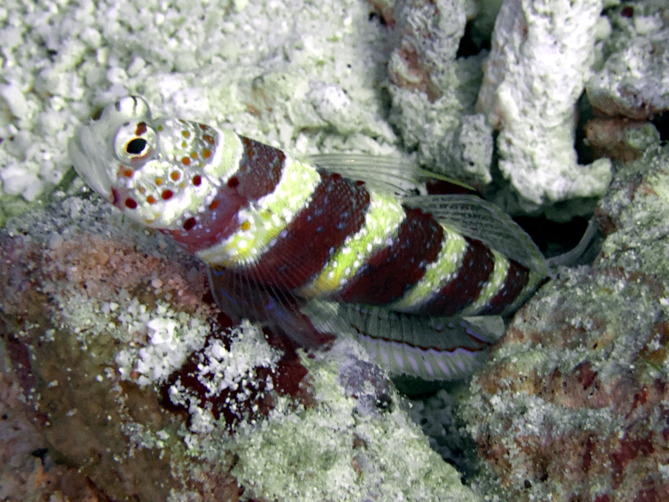 Gorgeous Shrimpgoby - Amblyeleotris wheeleri