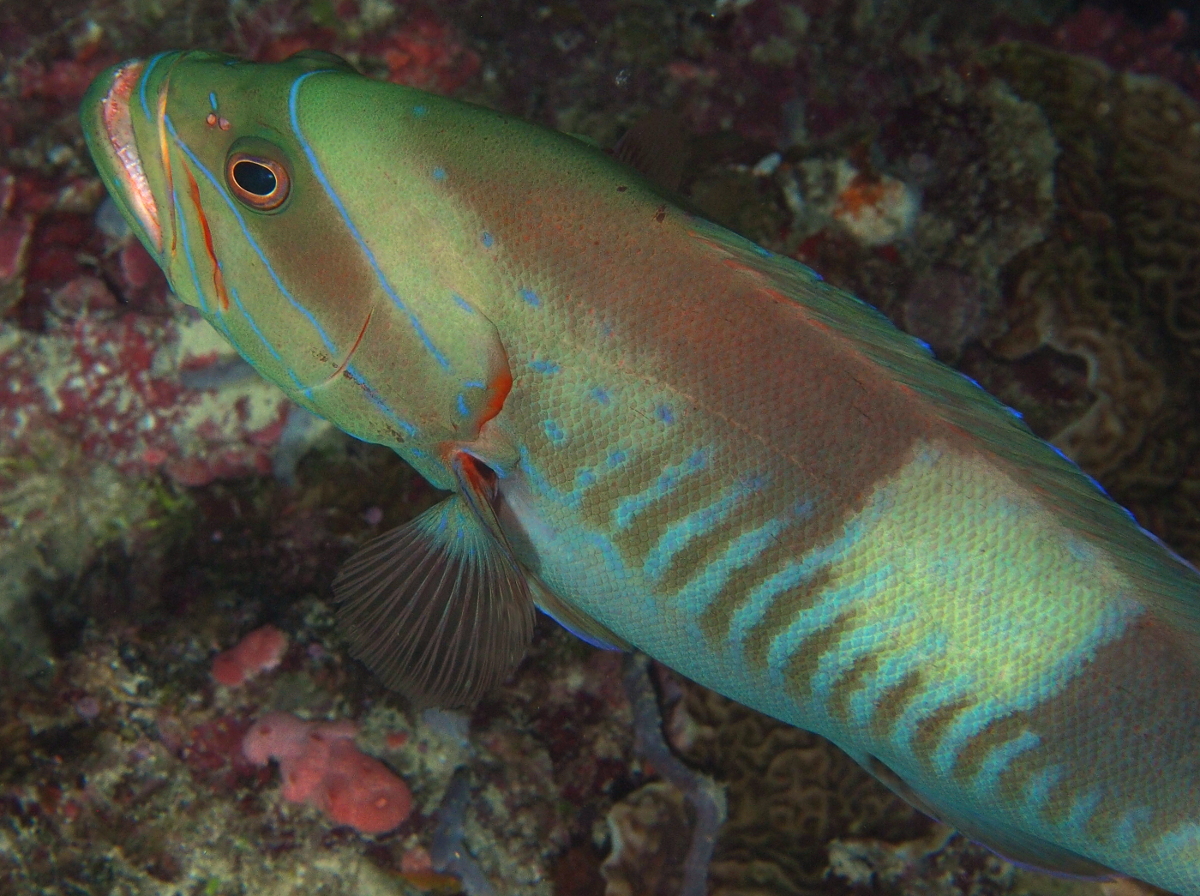 Masked grouper - Gracila albomarginata - Palau