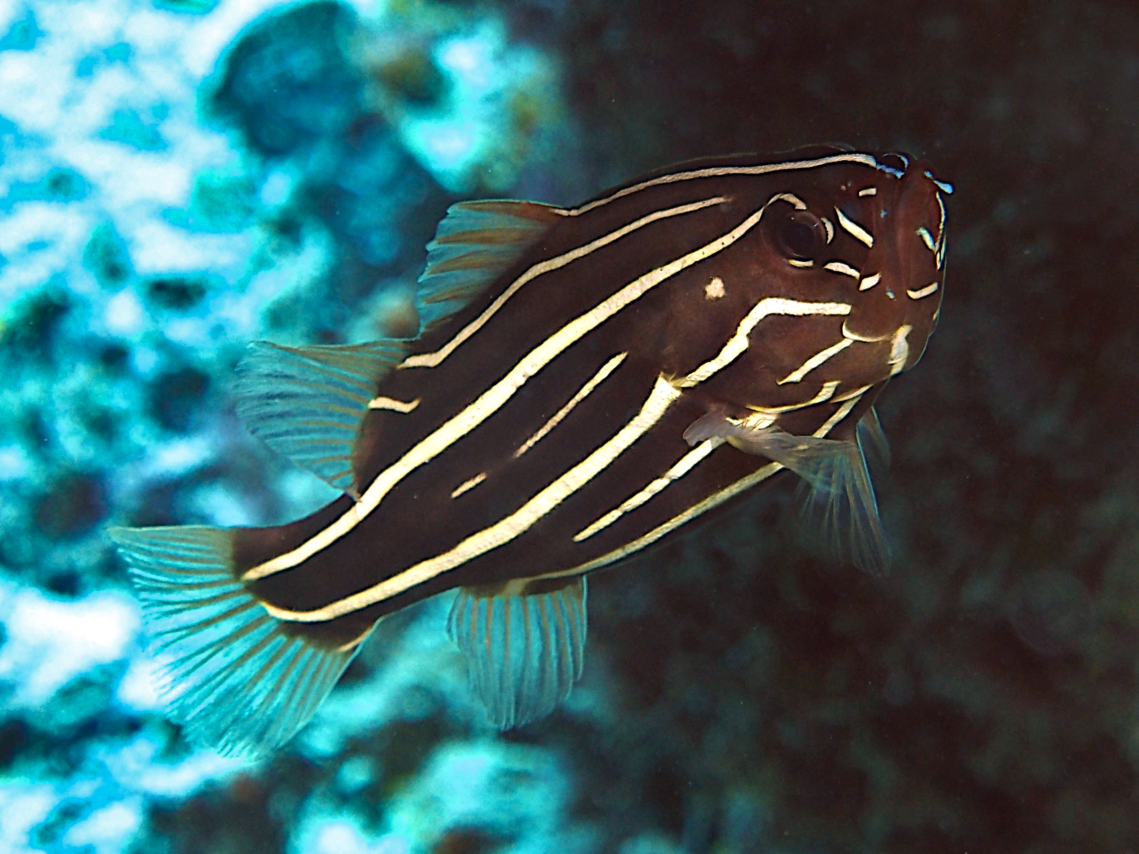 Six-Lined Soapfish - Grammistes sexlineatus - Great Barrier Reef, Australia