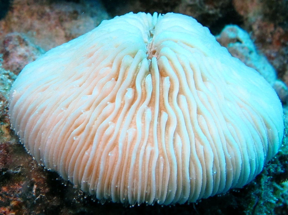 Granular Razor Coral - Fungia granulosa - Maui, Hawaii
