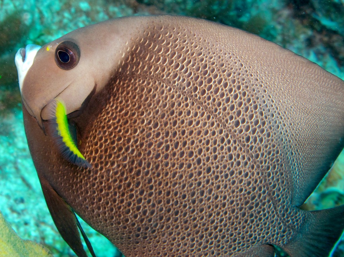 Gray Angelfish - Pomacanthus arcuatus